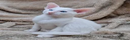 Siamese cats for sale: Stunning GCCF Siamese & Oriental Kittens - Advert 40