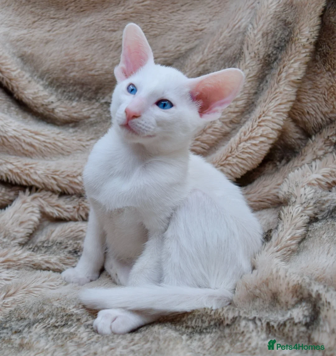 Siamese cats for sale: Stunning GCCF Siamese & Oriental Kittens - Advert 40