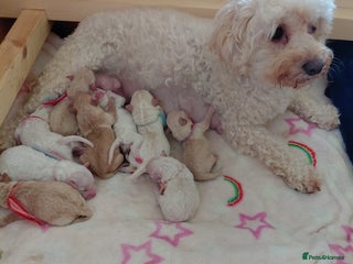 Maltipoo dogs Beautiful Maltipoo puppies - Advert 5