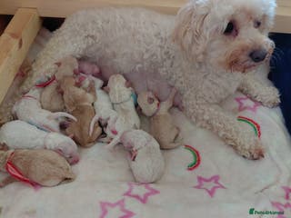 Maltipoo dogs Beautiful Maltipoo puppies - Advert 3