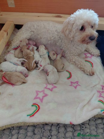 Maltipoo dogs Beautiful Maltipoo puppies - Advert 1