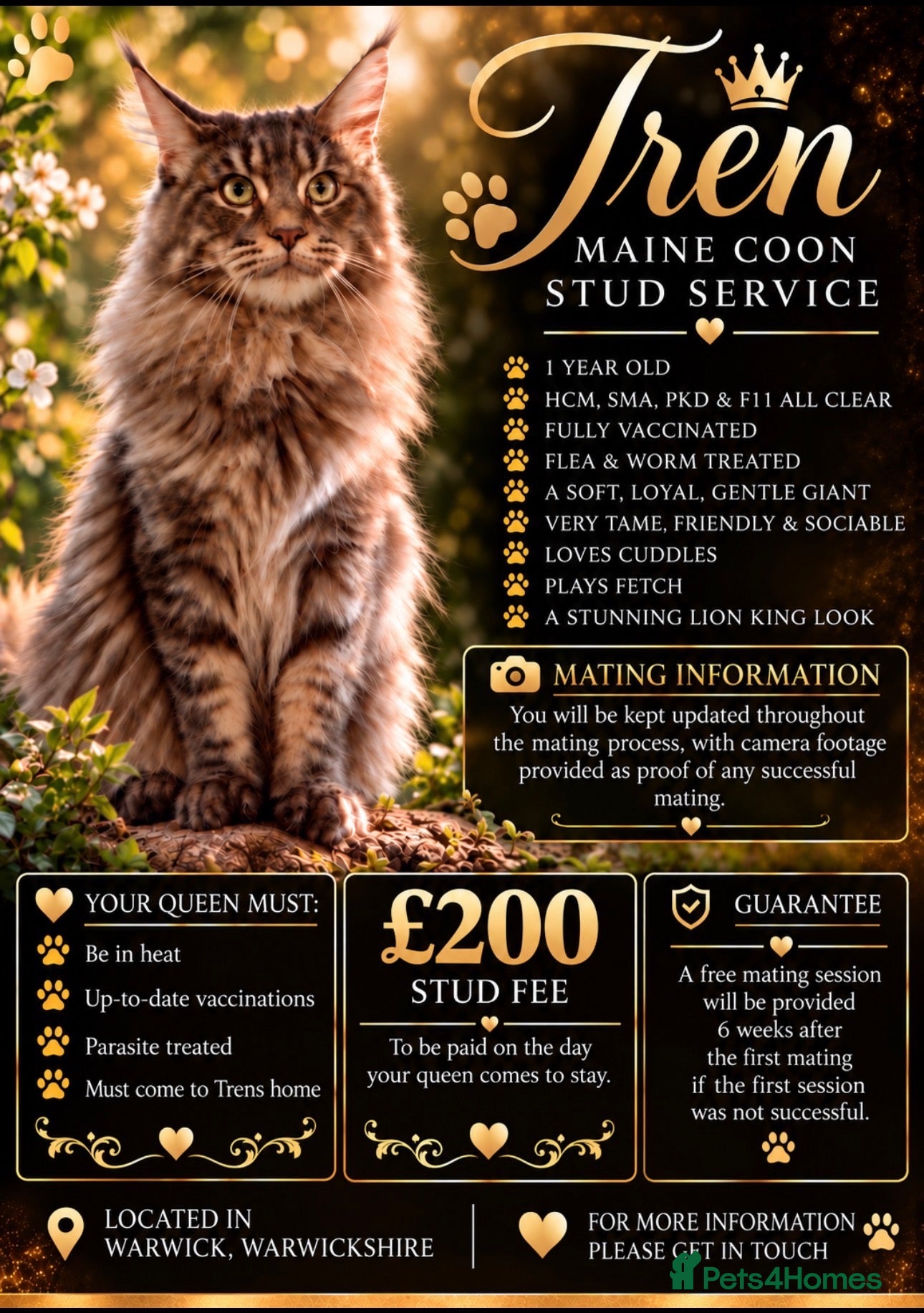 Maine Coon cats PURE MAINE COON AVAILABLE FOR STUD  - Advert 1