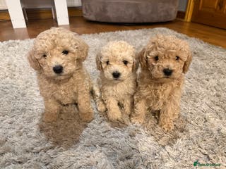Maltipoo dogs 3 absolutely stunning boys left 🐶 - Advert 6