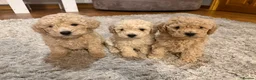 Maltipoo dogs for sale: Ready this week 🧸 - Advert 8
