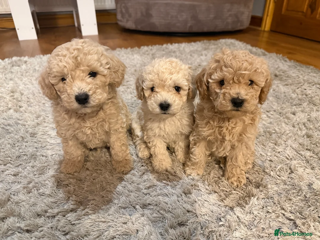 Maltipoo dogs for sale: Ready this week 🧸 - Advert 8