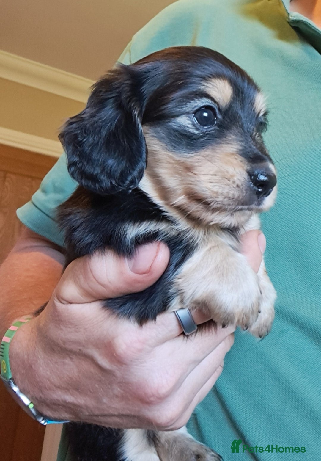 Miniature Dachshund dogs for sale: KC Mini Long Haired Dachsunds - Image 4