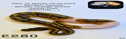 Python Snake reptiles for sale: Ball Pythons for Sale - Advert 5