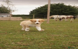 Border Collie dogs for sale: Gold/white KC reg health tested Border Collies in Boston - Image 6