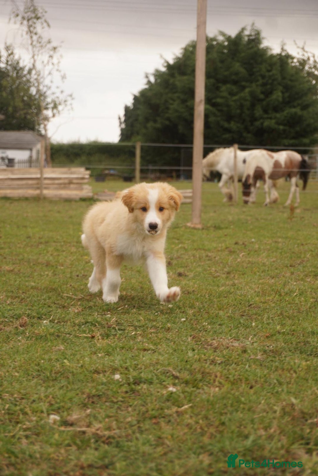 Border Collie dogs for sale: Gold/white KC reg health tested Border Collies in Boston - Image 6