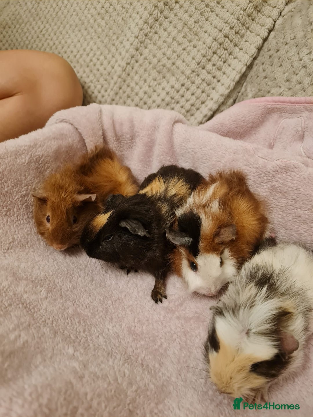 Guinea Pig rodents for sale: Beautiful Baby boy guinea pigs  - Image 2
