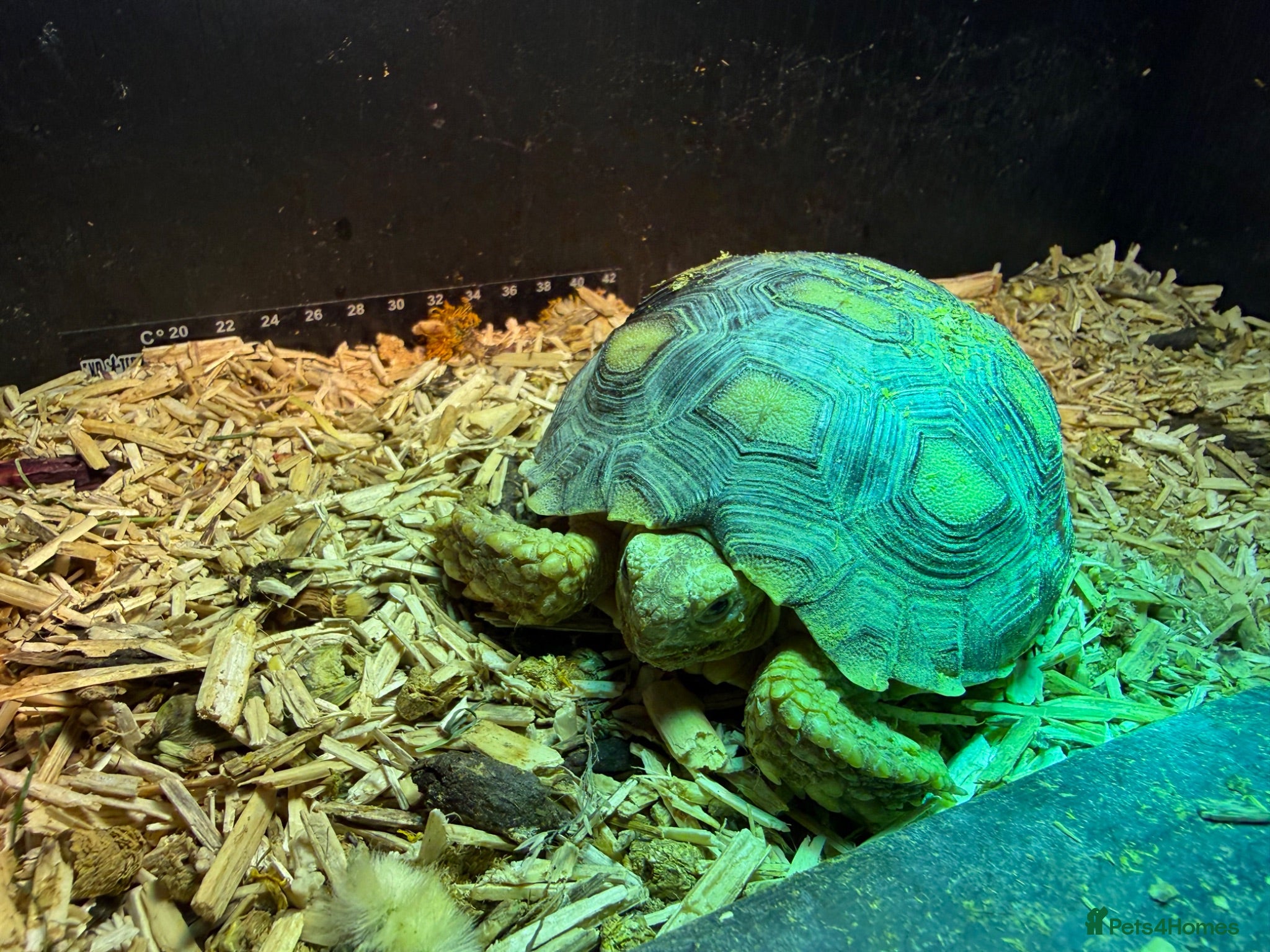 Tortoise reptiles Sulcata Tortoise with complete starter home - Advert 1