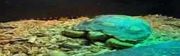 Tortoise reptiles for sale: Sulcata Tortoise with complete starter home - Advert 1