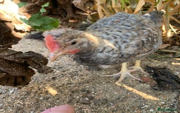 Chickens poultry for sale: 2 friendly lovely chickens and a rooster - Image 2