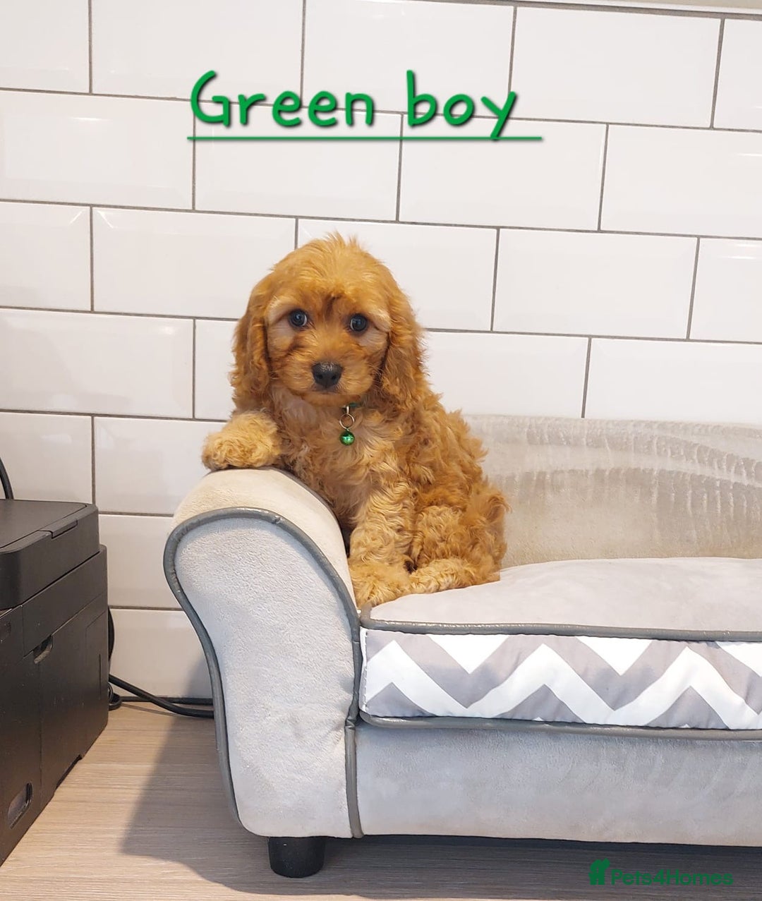 Cavapoo dogs for sale: Cavapoo F1 puppies  - Image 3