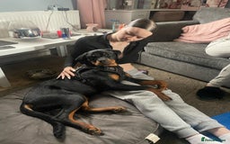 Rottweiler dogs for sale: Rottweiler called Dior  - Image 1