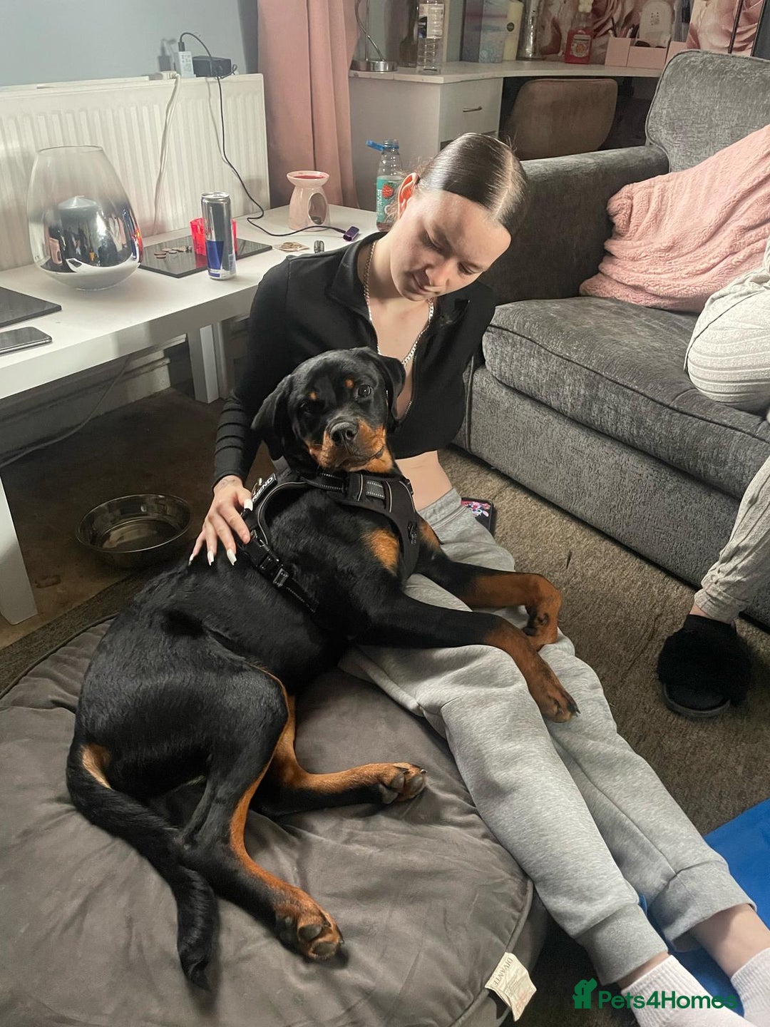 Rottweiler dogs for sale: Rottweiler called Dior  - Image 1