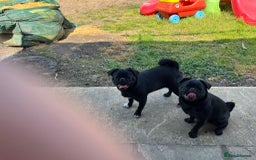 Pug dogs for sale: 2x 14month black pug bitches - Image 1