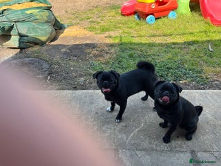Pug dogs for sale - Advert 1