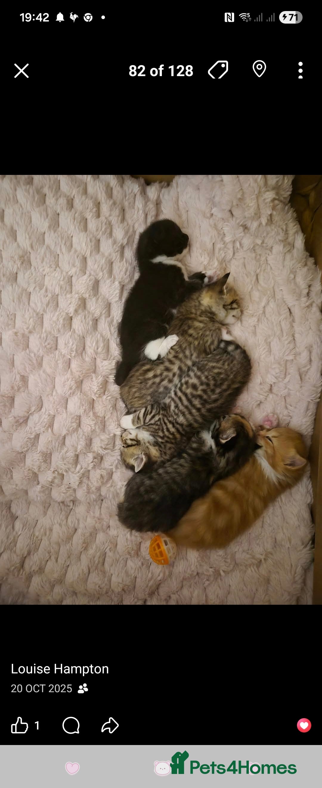 Mixed Breed cats for sale: Beautiful kittens, I have both parents - Advert 1