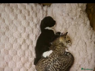Mixed Breed cats Beautiful kittens, I have both parents - Advert 1