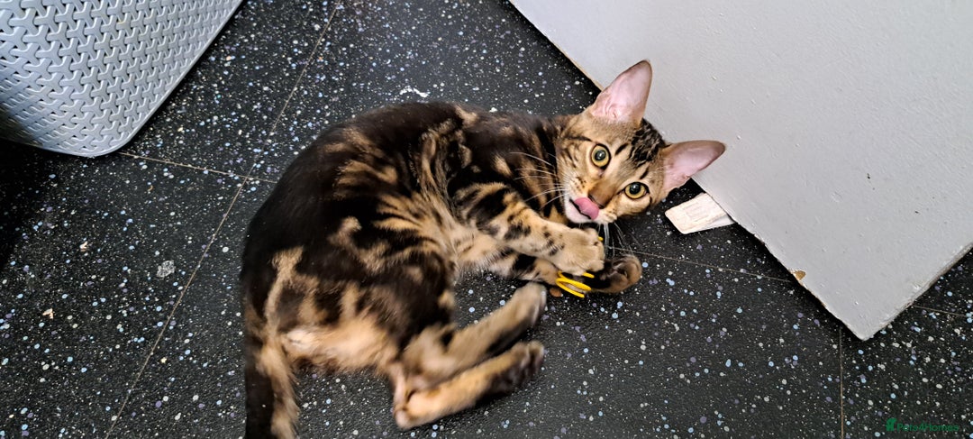 Bengal cats for sale: Pure Female Bengal Kitten £250 - Image 9