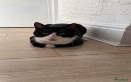 Mixed Breed cats for sale: 2 domestic shorthair/medium hair cats - Image 4