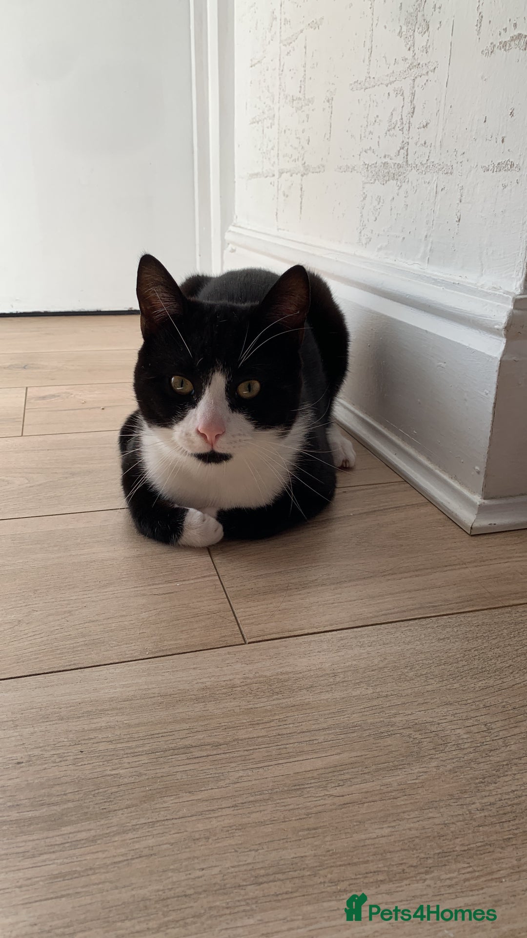 Mixed Breed cats for sale: 2 domestic shorthair/medium hair cats - Image 4