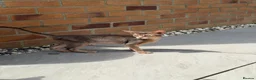 Abyssinian cats for sale:     Gorgeous kittens from champion parents 😽 - Advert 4