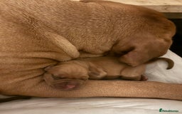 Dogue De Bordeaux dogs for sale: Dogue de Bordeaux puppies  - Image 5
