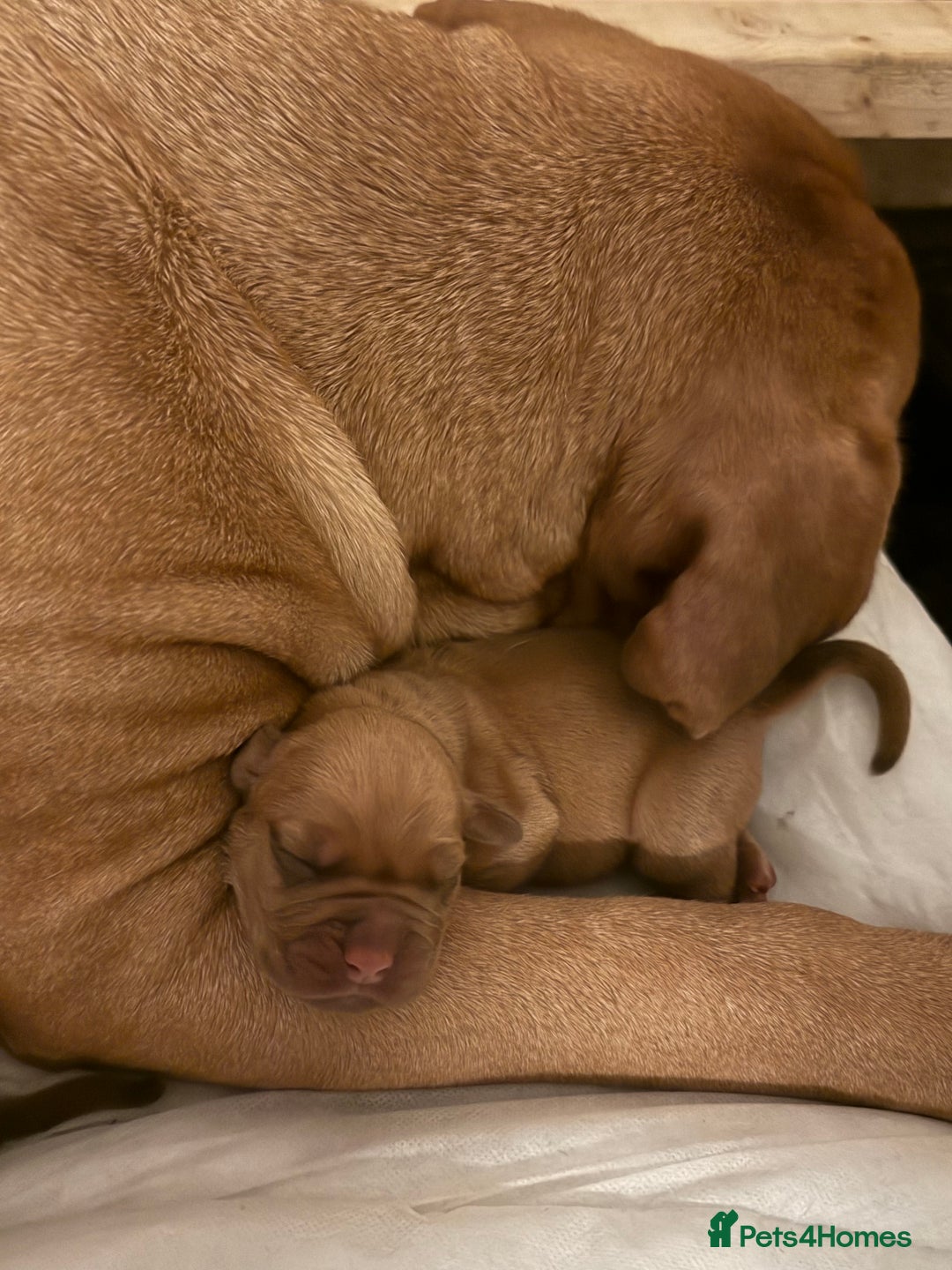 Dogue De Bordeaux dogs for sale: Dogue de Bordeaux puppies  - Image 5