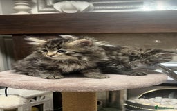 British Longhair cats for sale: British Longhair kittens mix - Advert 4