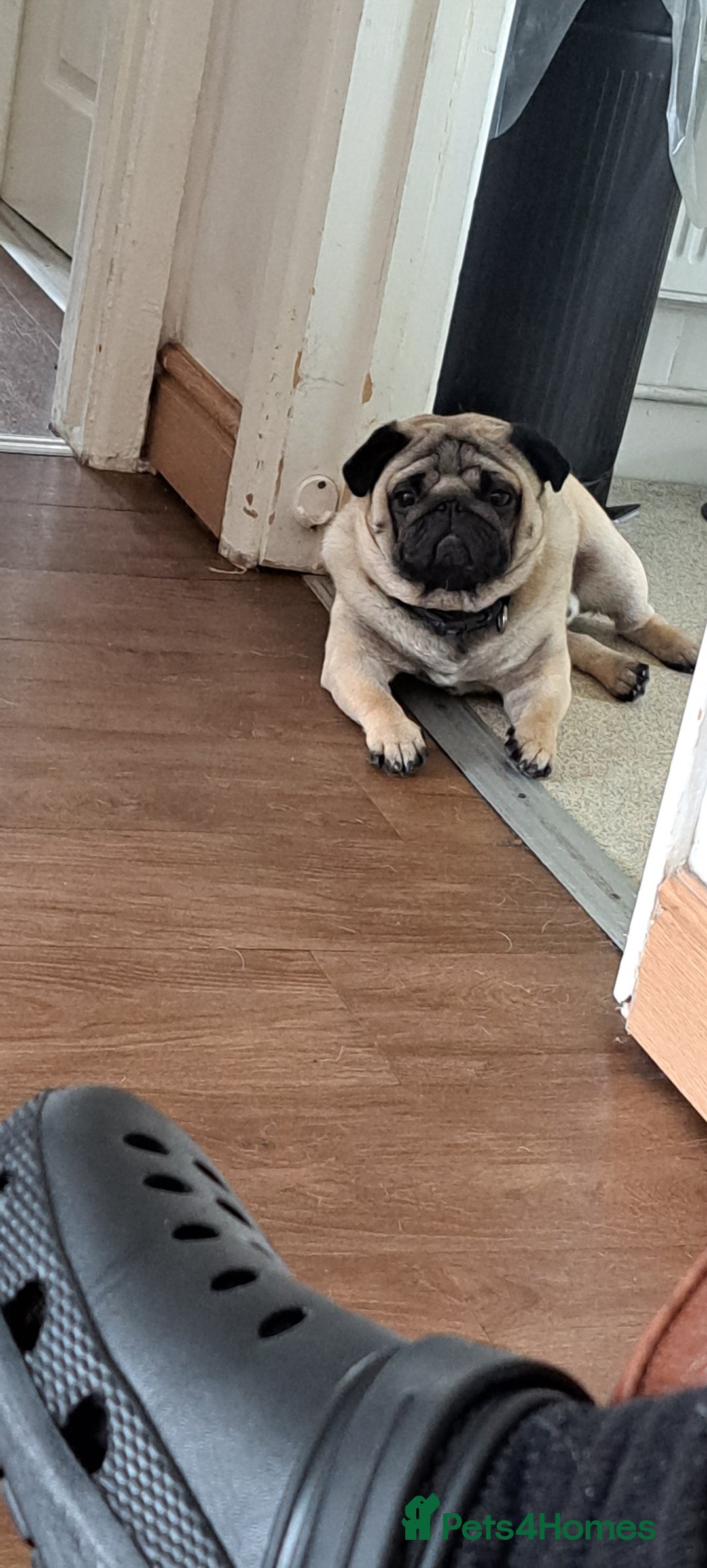Pug dogs for stud: Ernie the fawn stud  in Ebbw Vale - Advert 10