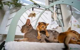 Abyssinian cats for sale: Champion Line Abyssinians- Rare Beauty- TICA reg. - Image 27