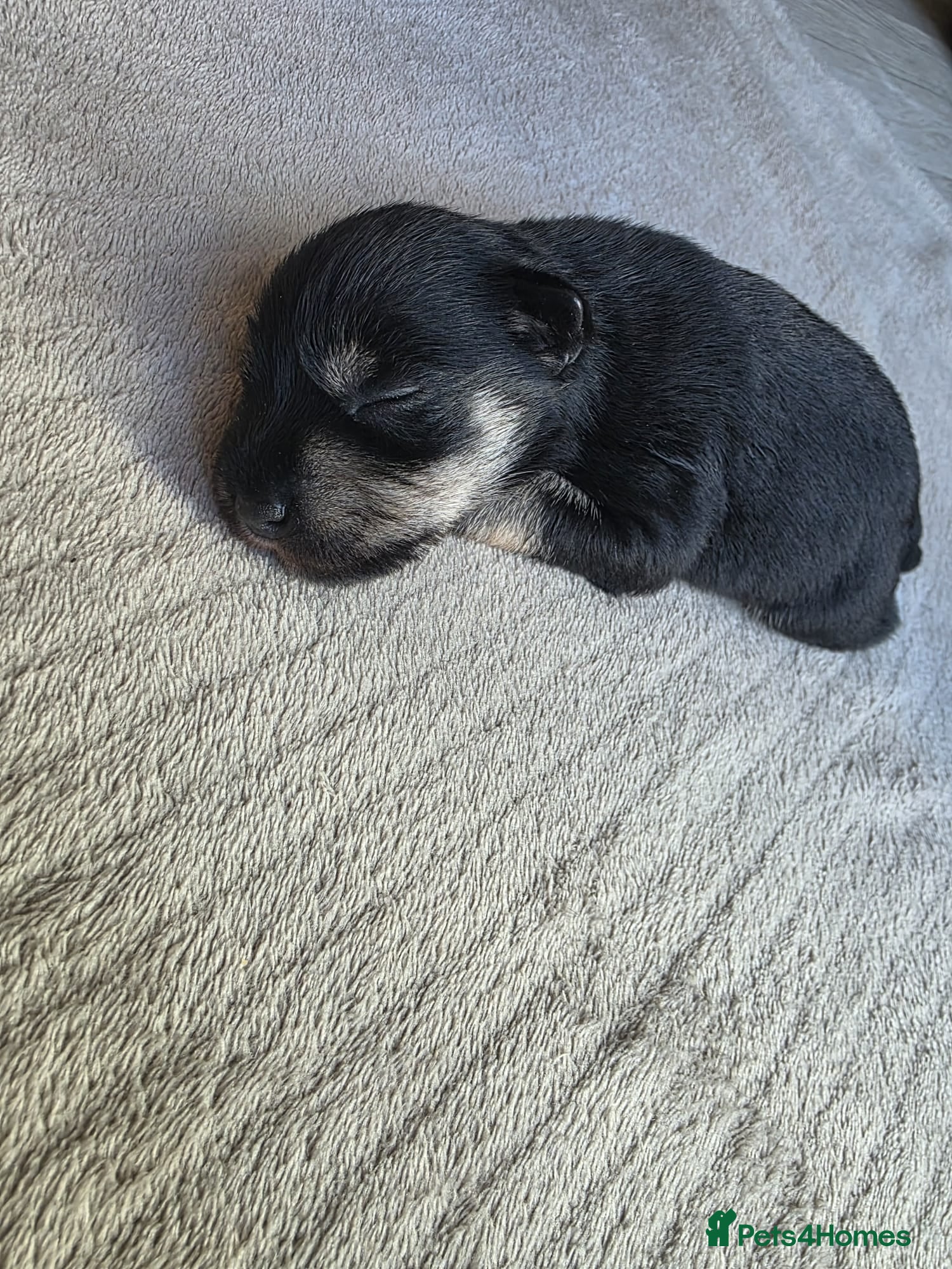 Miniature Schnauzer Puppy 4