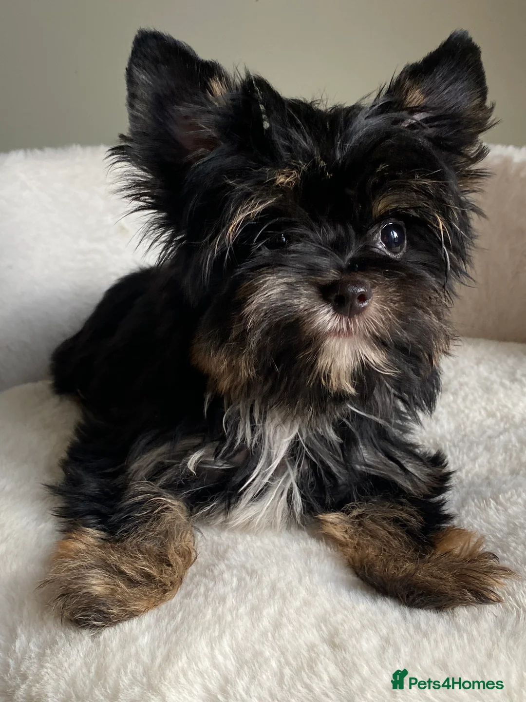 Yorkshire Terrier dogs for sale: Colorful Yorkshire Terrier puppies for sale - Advert 9