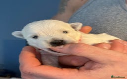 West Highland Terrier dogs for sale: West Highland Terrier Puppies for Loving Homes - Image 10