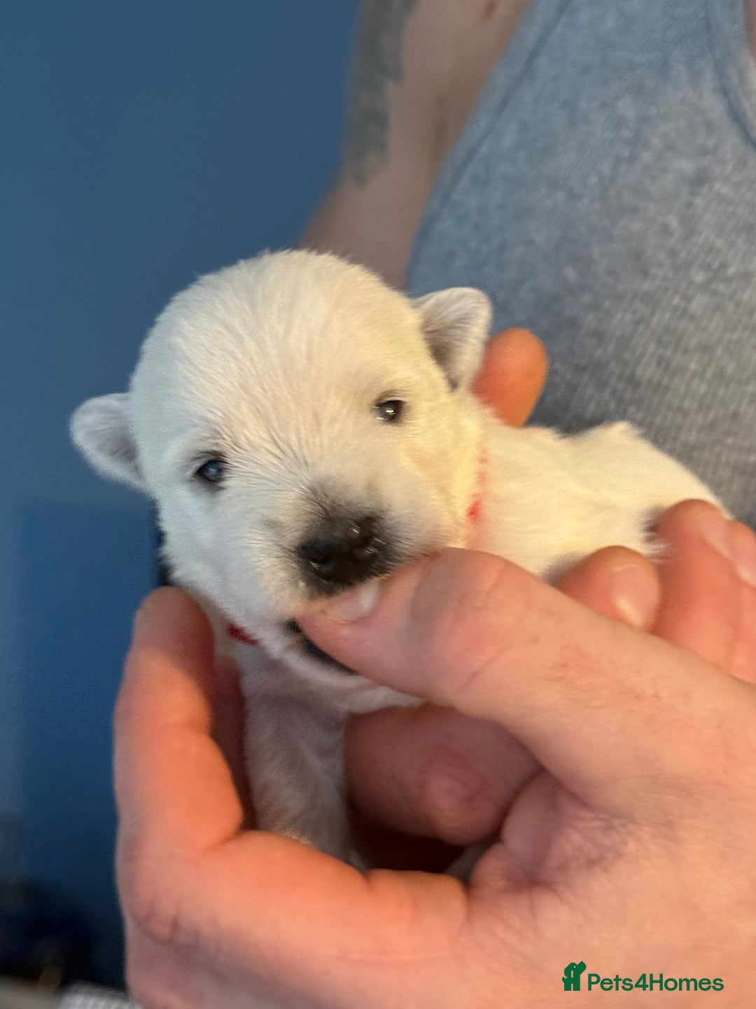 West Highland Terrier dogs for sale: West Highland Terrier Puppies for Loving Homes - Image 10