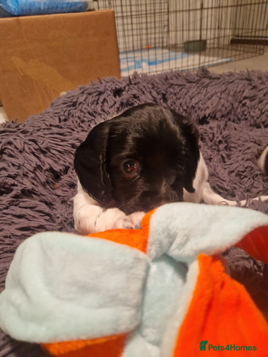 English Springer Spaniel dogs for sale: Stunning litter of English Springer Spaniels  - Advert 5