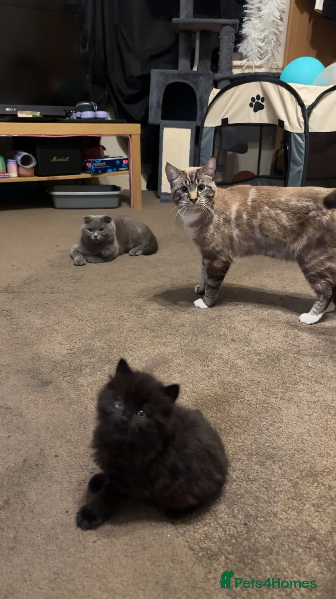 Scottish Fold cats for sale: Black scottish fold kitten for sale - Advert 4