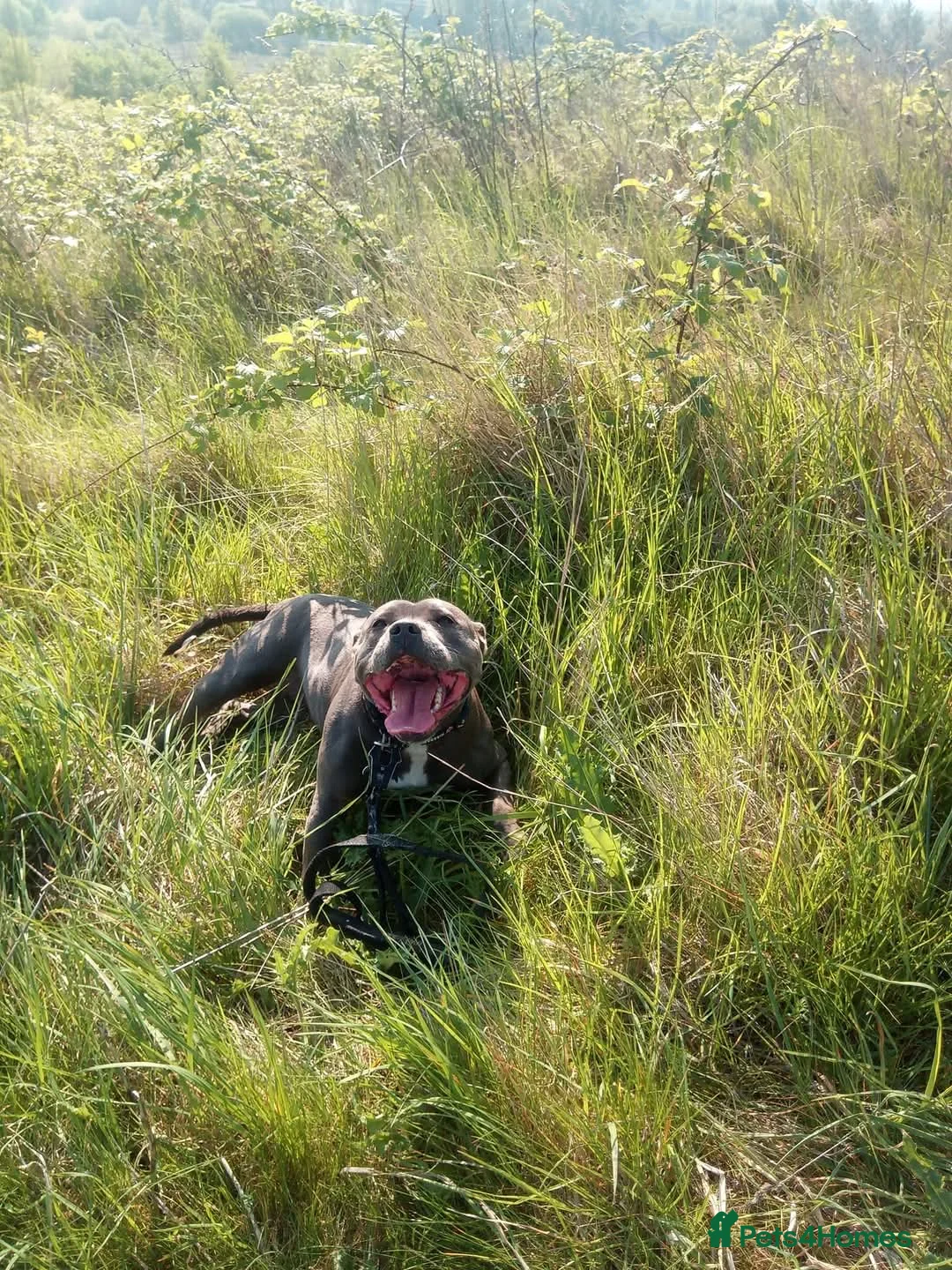 Staffordshire Bull Terrier dogs for sale: Staffordshire Bull terrier - Advert 2