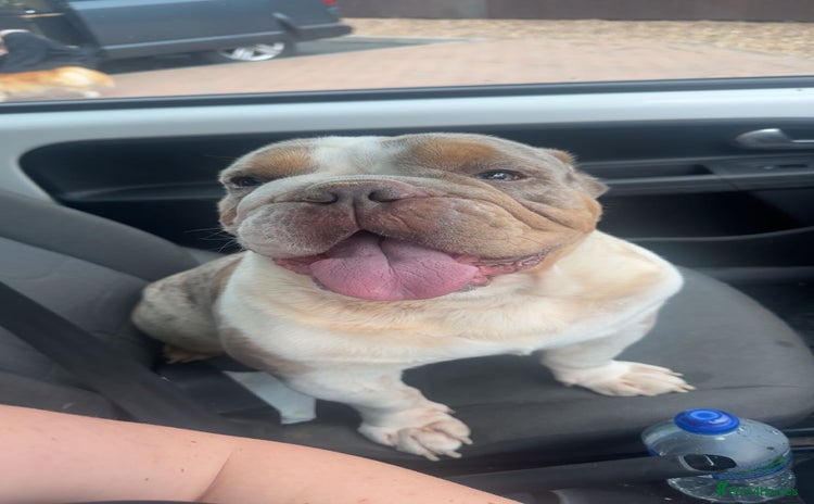 English Bulldog dogs - Advert 3