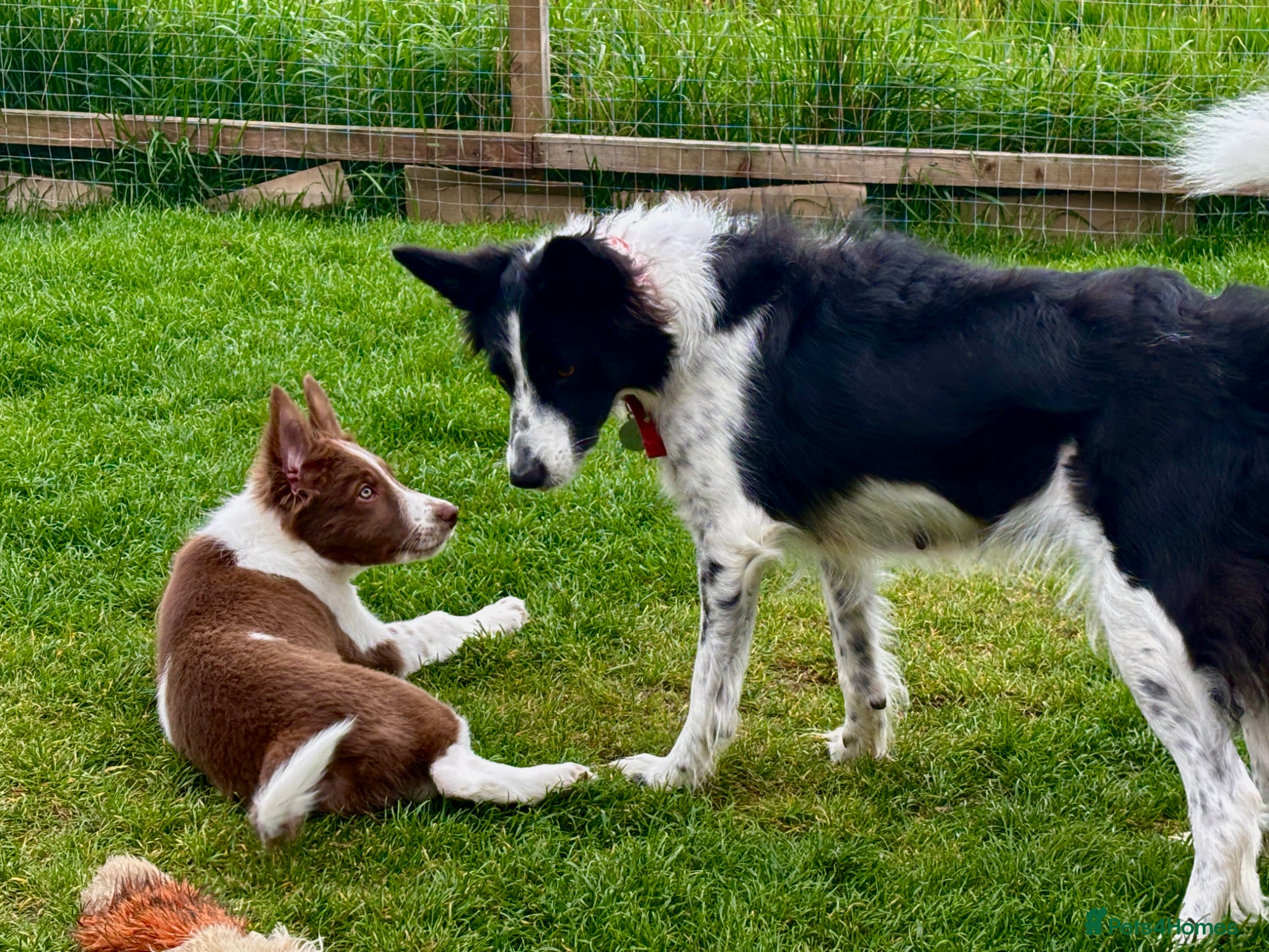 Border Collie dogs Exceptional Border collie puppy  - Advert 1