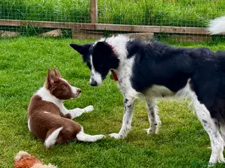 Border Collie dogs Exceptional Border collie puppy - Advert 4