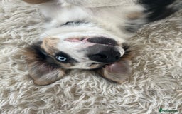 Border Collie dogs for sale: 4 month border collie male - Image 6