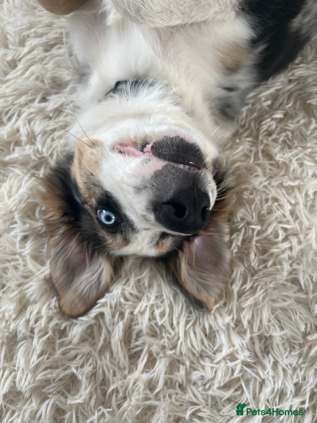 Border Collie dogs for sale: 4 month border collie male - Image 6