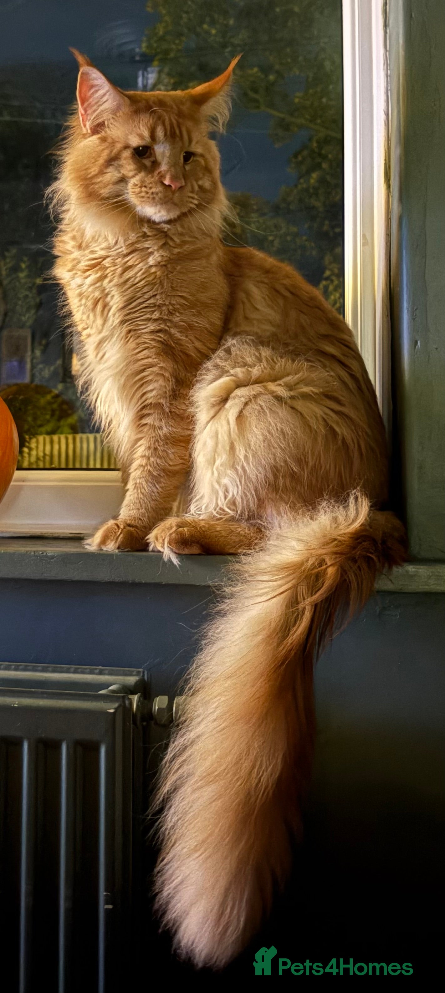 Maine Coon cats 🦁 Aslan – Proven Red Mackerel Maine Coon Stud - Advert 9