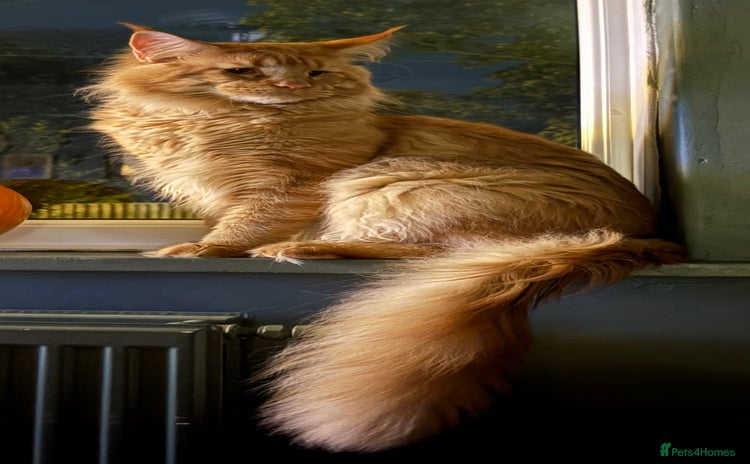 Maine Coon cats - Advert 3