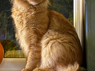 Maine Coon cats 🦁 Aslan – Proven Red Mackerel Maine Coon Stud - Advert 3