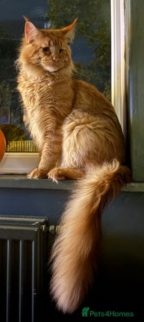 Maine Coon cats 🦁 Aslan – Proven Red Mackerel Maine Coon Stud - Advert 4