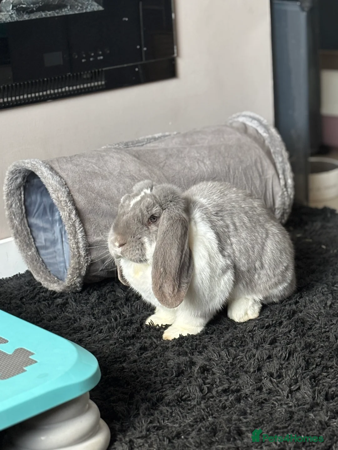 French Lop rabbits for sale: French Lop Bunny - Advert 5